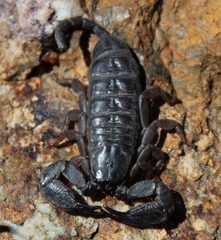 Opisthacanthus capensis