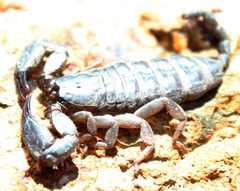 Opisthacanthus capensis