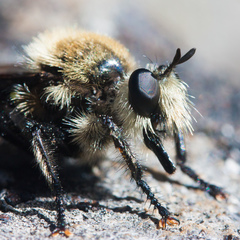 Laphria astur