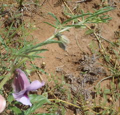 Sesamum triphyllum triphyllum
