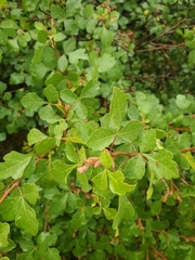 Rhus aromatica