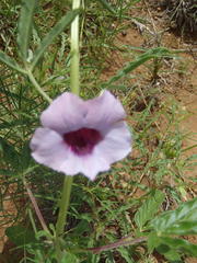 Sesamum triphyllum triphyllum