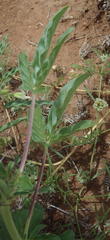 Sesamum triphyllum triphyllum
