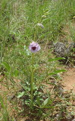 Sesamum triphyllum triphyllum