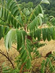 Magnoliopsida