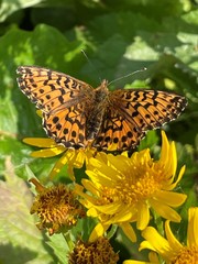 Boloria titania