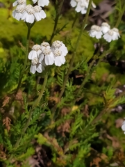 Achillea erba-rotta