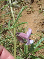Sesamum triphyllum triphyllum