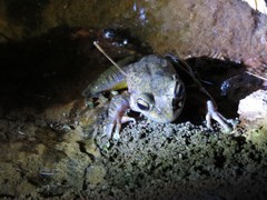 Boophis goudotii