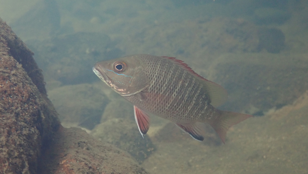 Mangrove Red Snapper in August 2021 by H.T.Cheng · iNaturalist