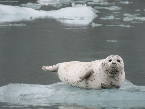 Harbor Seal, photo 8 of 9