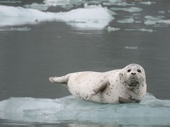 Harbor Seal photo 2