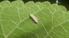 Scaphoideus kumamotonis