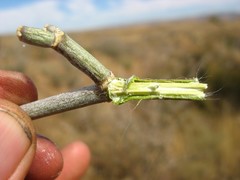 Cynanchum pearsonianum