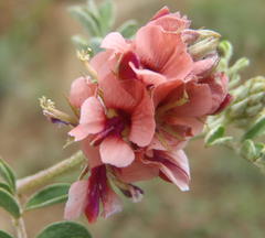 Indigofera alternans