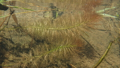 Myriophyllum aquaticum