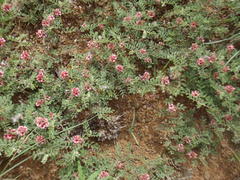 Indigofera alternans