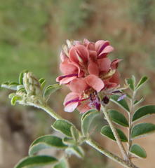 Indigofera alternans