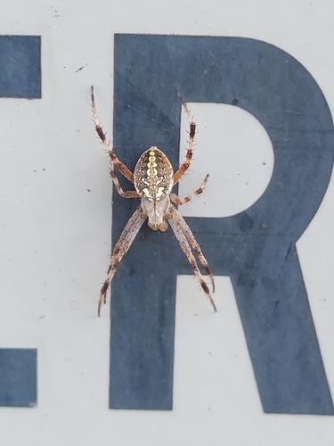 Western Spotted Orbweaver, Obetz, OH 43207, USA, photo 7 of 10