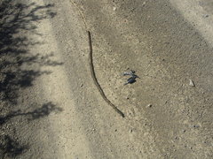 Microchaetus rappi