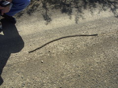 Microchaetus rappi