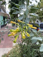 Nicotiana glauca