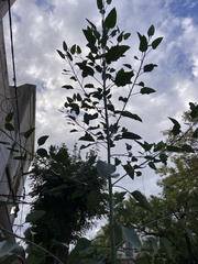 Nicotiana glauca