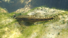 Liniparhomaloptera disparis