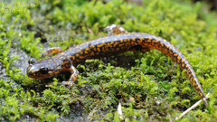 Onychodactylus koreanus