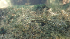 Stiphodon atropurpureus