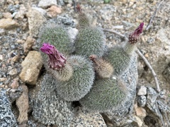Echinocereus sciurus