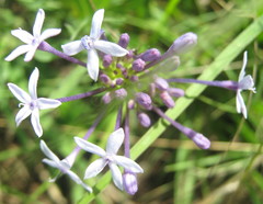 Pentanisia prunelloides prunelloides