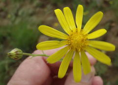 Osteospermum scariosum