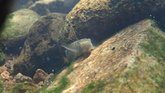 Stiphodon multisquamus