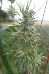 Anguina agrostis