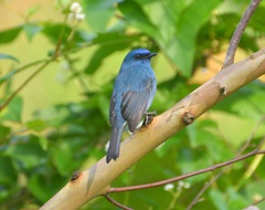 Eumyias albicaudatus