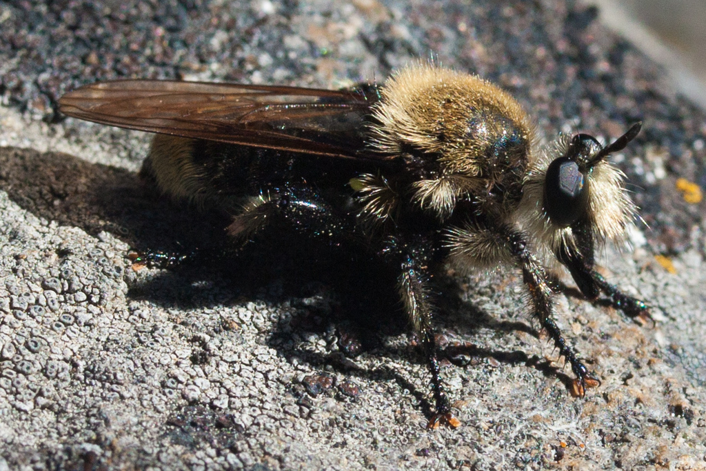 Western Yellow-backed Laphria