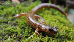 Onychodactylus koreanus