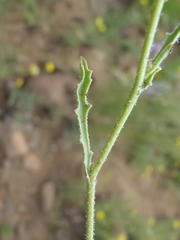 Osteospermum scariosum