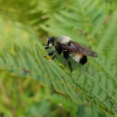 Laphria champlainii