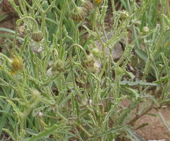 Osteospermum scariosum