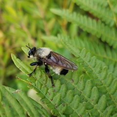 Laphria champlainii
