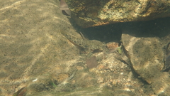 Glossogobius illimis
