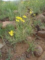 Osteospermum scariosum