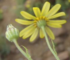 Osteospermum scariosum