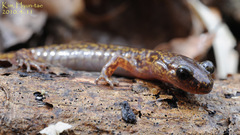 Onychodactylus koreanus
