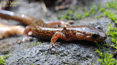 Onychodactylus koreanus