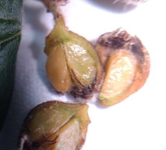 Cotoneaster dielsianus