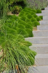 Zoysia