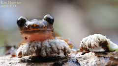 Onychodactylus koreanus